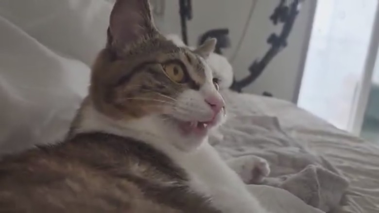 Hilarious Cat vs. Mysterious Object: Witness the Epic Battle of Wants!