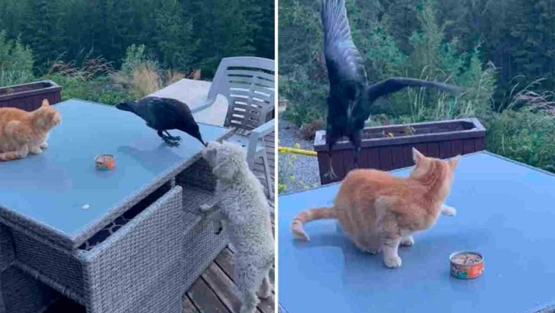 Hilarious Showdown: Greedy Cat Slaps Crow for Stealing Food Meant for Dog!