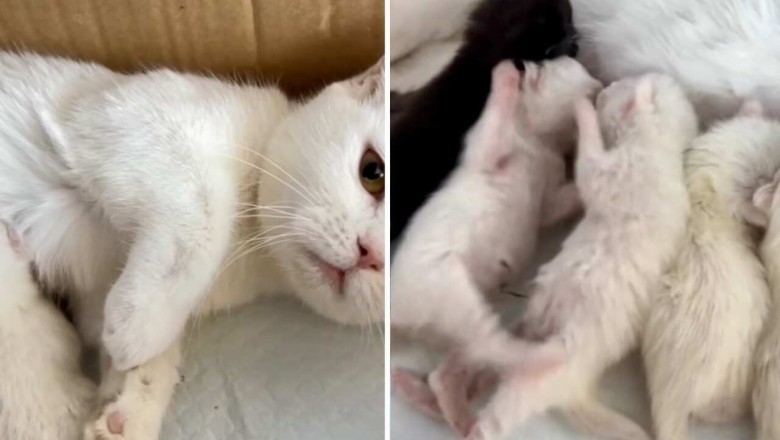 Hilarious Video Goes Viral: Kittens Show Off Their Fighting Skills While Sliding!