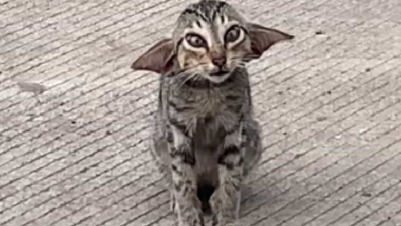 Meet Meowda: The Cat with a Face Like Yoda that Conquered the Internet and Found a Loving Home!