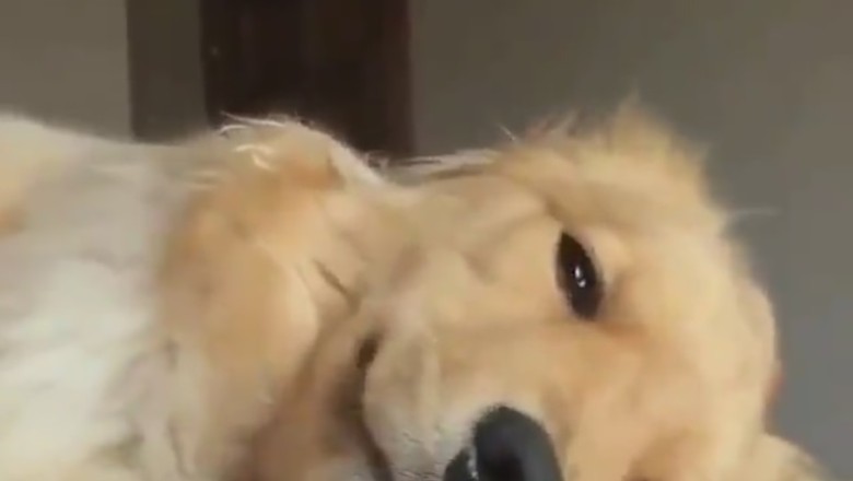 Sleepy Pup's Hilariously Determined Battle for Bedtime Bliss!