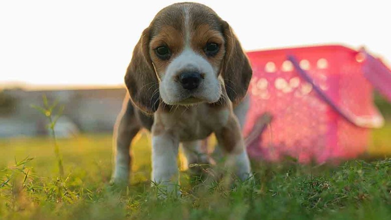 Unleashing the Top 10 Garden-Destroying Dog Breeds: Is Your Pup on the List?