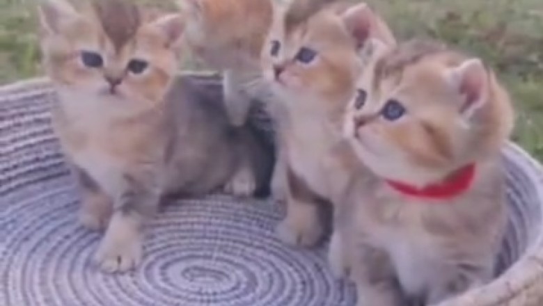 Adorable Kittens Bring the Cuteness Overload: Prepare for a Cuteness Explosion!