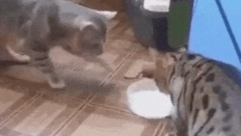 Cat Drinking Contest: Hilarious Battle for the Water Bowl!
