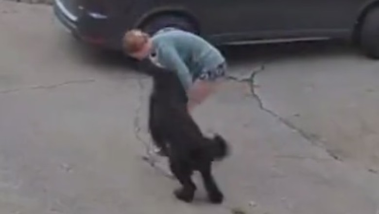 Epic Fail! Watch as This Girl Gets Pulled by Her Overenthusiastic Dog and Embarks on the Funniest Fall Ever!