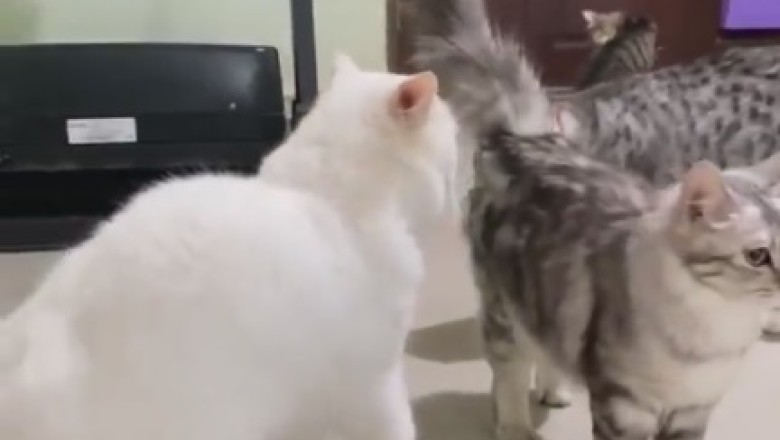 Epic Showdown Ends in the Most Unexpected Way - Hilarious Stop to Cat Fight!
