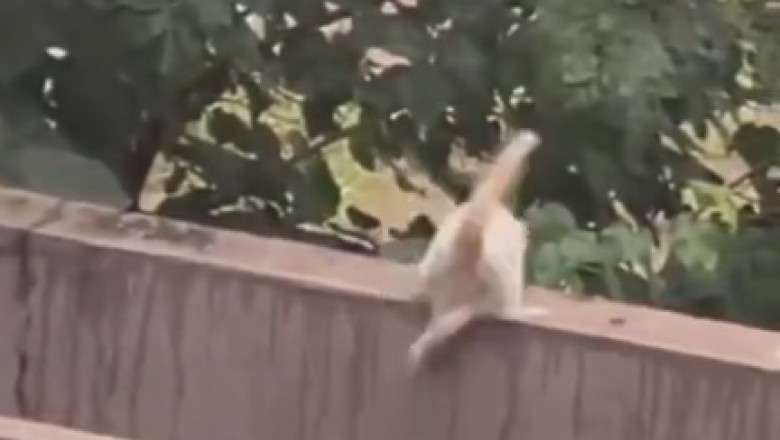 Gravity-Defying Cat Takes an Unexpected Plunge - Hilarious!