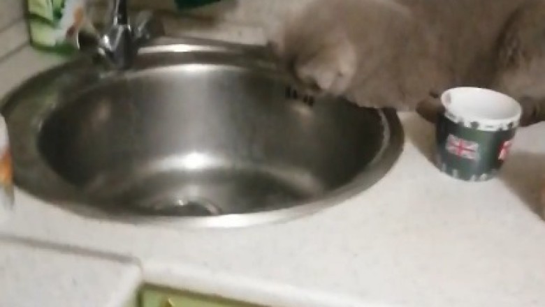 Hilarious Cat Hilarity Ensues While Drinking Water: Prepare for Laughter Galore!