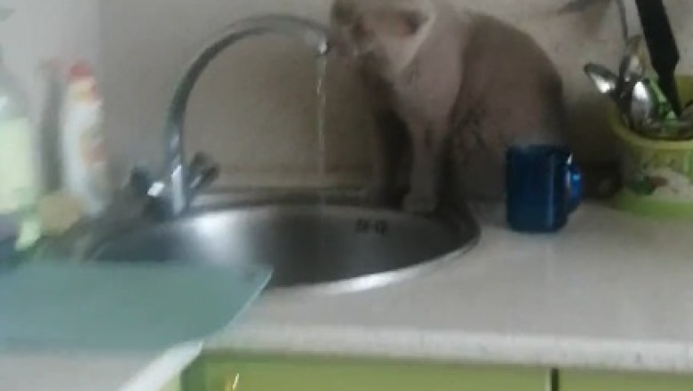 Hilarious Cat's Water Drinking Technique Will Leave You in Stitches: H2O Master in Action!