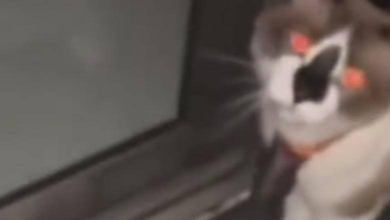 Hilarious Cat vs. Closed Window: When Feline Determination Meets Window Woes!