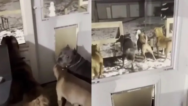 Hilarious Dogs Meet 'Ice Monster'