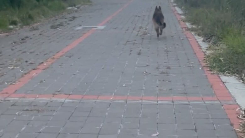 Side-Splitting Shenanigans: German Shepherd Dogs Get Up to Hilarious Hijinks!