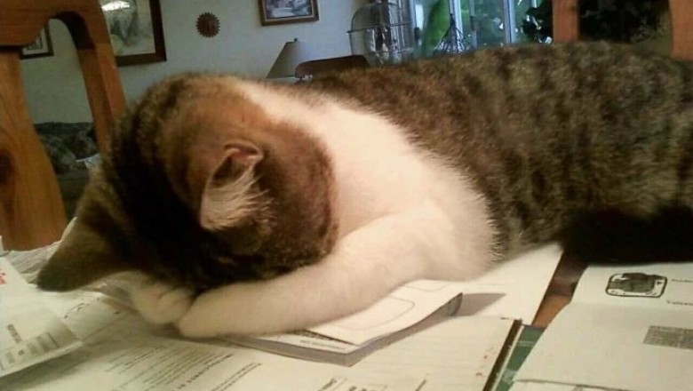 Unleash the Silent Meows: The Surprising Secrets to Communicating with Cats!