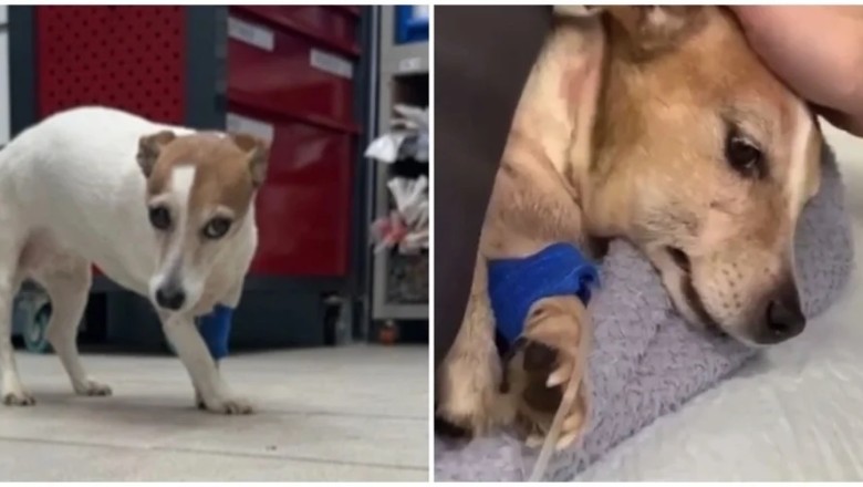 Heartbreaking Case of Animal Abuse in Moscow: Men Break into Apartment, Brutally Beat and Abandon Dog