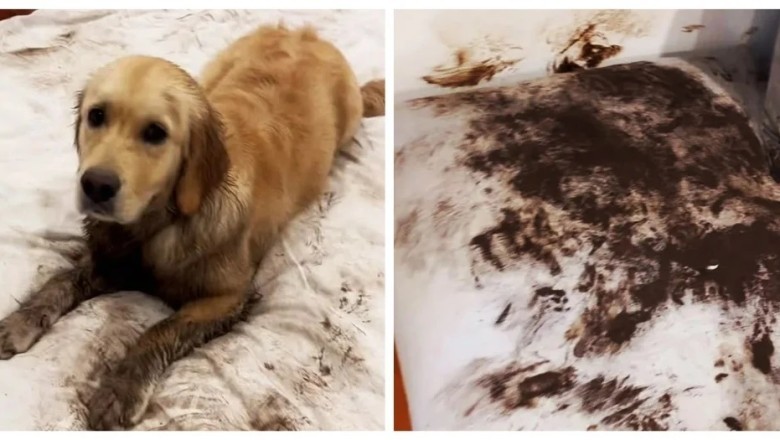 The Mischievous Pup Who Stole the Internet's Heart: Remy's Hilarious Home Makeover Adventure
