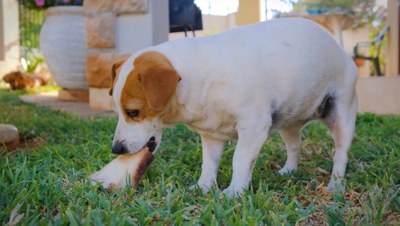 Bone Appétit! Hilarious Video Captures a Dog's Relentless Mission to Devour the Ultimate Treat!
