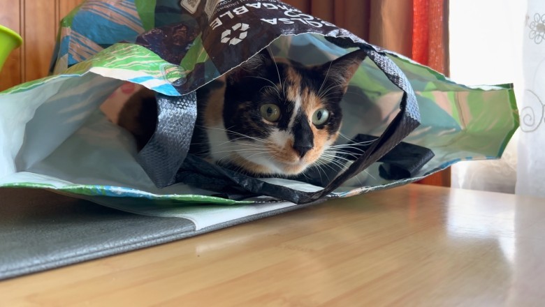 Cat Escapes In Hilarious Bag Breakout - You Won't Believe What Happens Next!