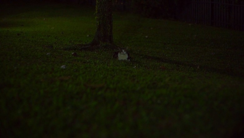 Cat's Mysterious Midnight Adventure: Hilarious Video Uncovers What Happens When a Feline Meets a Tree in the Dark!