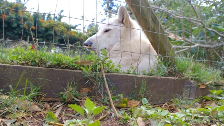 Hilarious Hound Takes 'Paws' to Enjoy Life: Watch This Dog's Quirky Adventures Sitting Outside a House!
