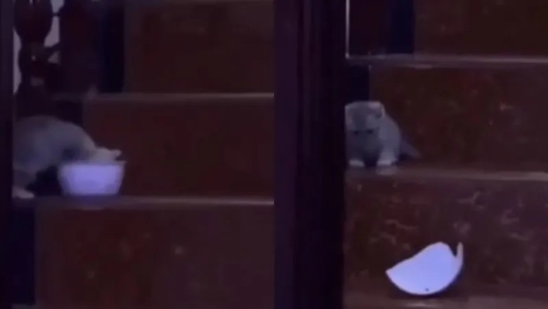Hilarious Kitten's Epic Late-Night Snack Fail Will Leave You in Stitches!