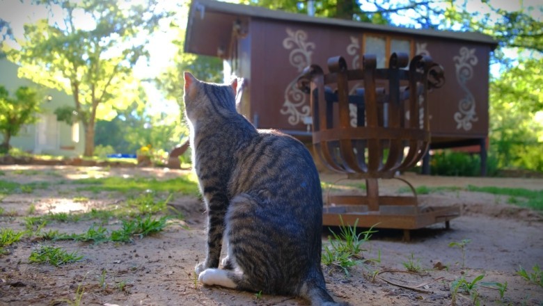 Hilarious Video Captures Sneaky Cat's Unforgettable Encounter with a House - You won't Stop Laughing!