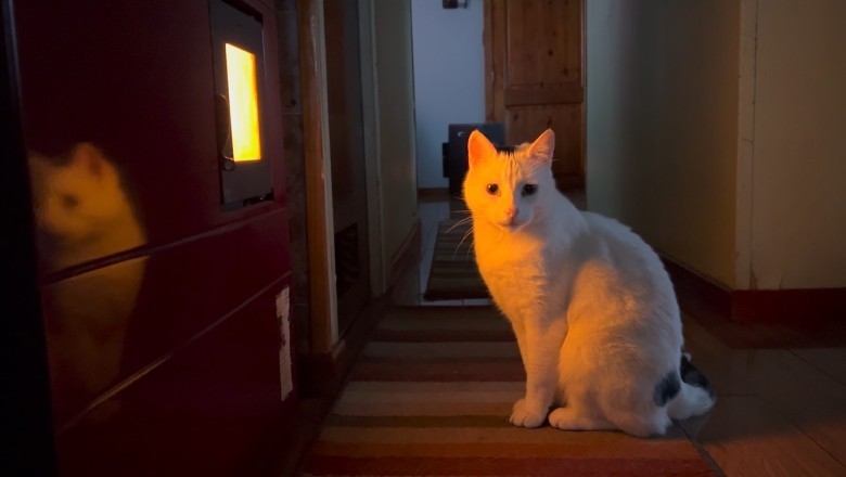Hilarious Video Reveals the Unexpected Antics of a Cat in a House with an Unbelievably Whimsical Atmosphere!