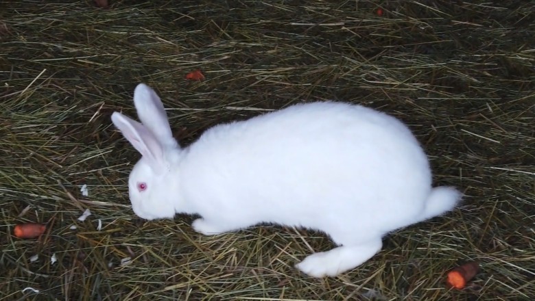 Hilarious Video Shows Mischievous Rabbits Hilariously Devouring Carrots – You Won't Believe Their Appetite!