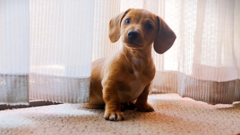 Hilariously Tiny Paws: Watch This Small Dog Rule the House and Capture Hearts Everywhere!