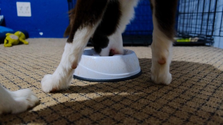 Hungry Hilarity: Watch This Pup's Epic Food Frenzy That Will Leave You in Stitches!