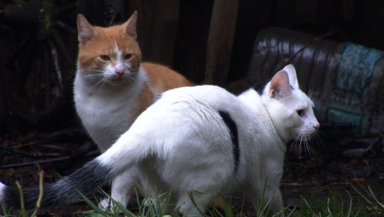Lights Out Laughs: Watch Hilarious Chaos Unfold as a Mischievous Cat Discovers the Dark Side!