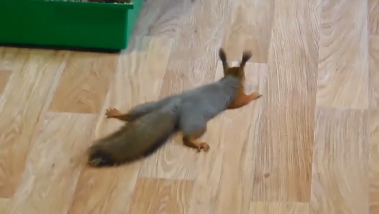 Nutty Nonsense: Hilarious Squirrel Adventures Unleashed!