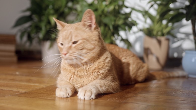 Purr-fectly Adorable: Prepare for Cuteness Overload with this Loveable Cat's Hilarious Antics!