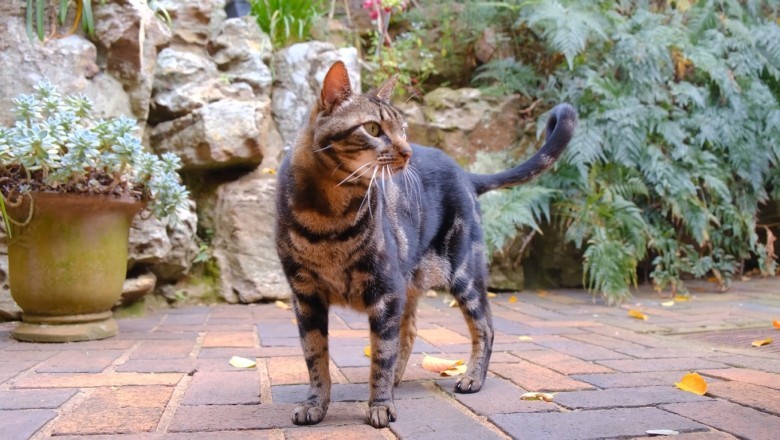 Purrrfection Unleashed: Witness the Hilariously Zen Antics of a Mind-Blowingly Calm Cat!