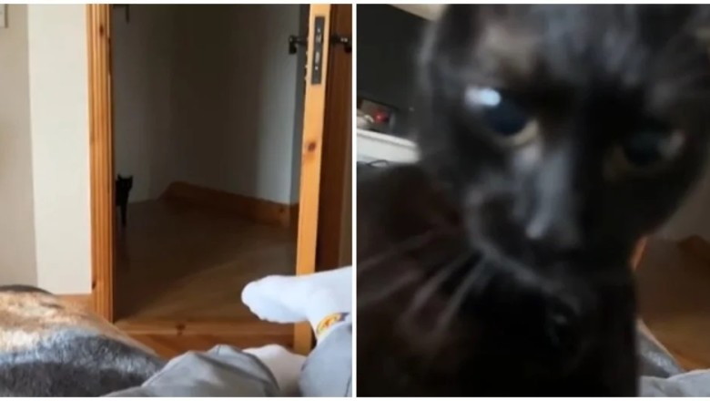 Shocking! Cat Launches Sneak Attack on Owner During Innocent Conversation - Caught on Camera!