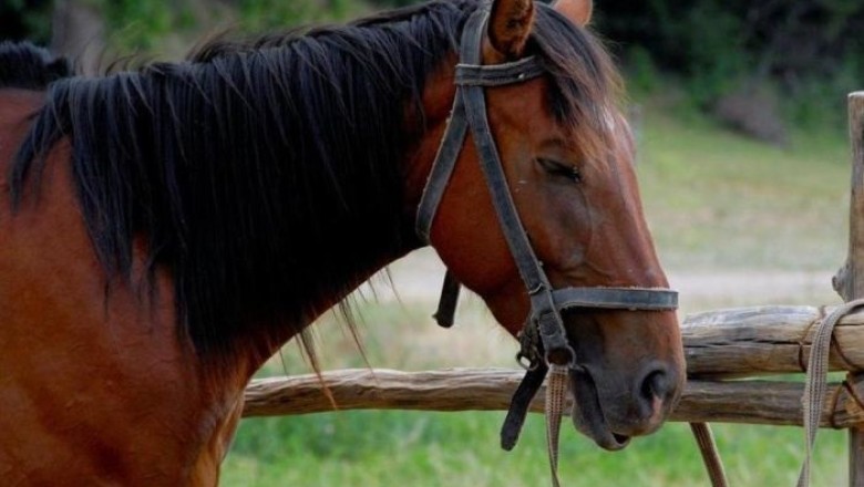 The Fascinating Phenomenon of Animals Sleeping Standing Up