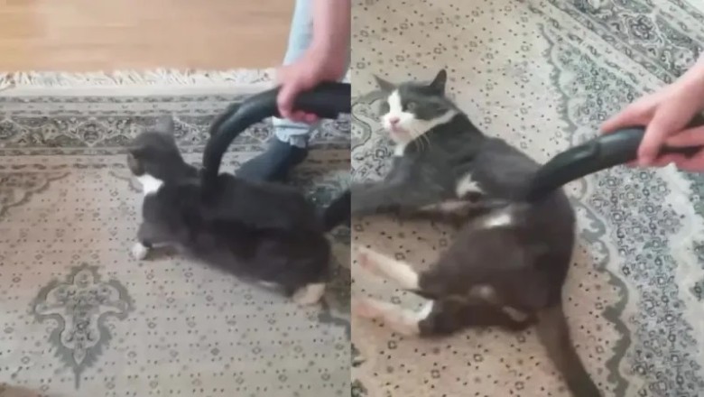 This Cat LOVES Being Vacuumed! Watch the Unbelievable Bond in Action!