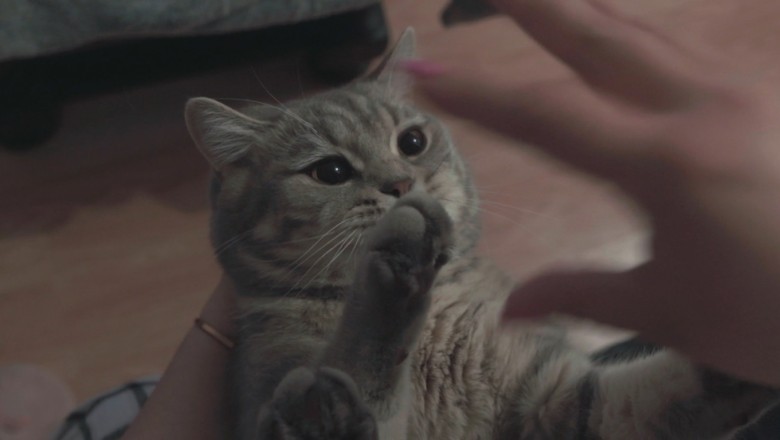 Unbelievable Agility: Watch This Hilariously Nimble Cat Defy the Laws of Physics!