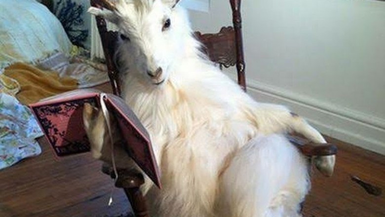 Are Goats Secretly Smarter Than Dogs? The Astonishing Truth Revealed!