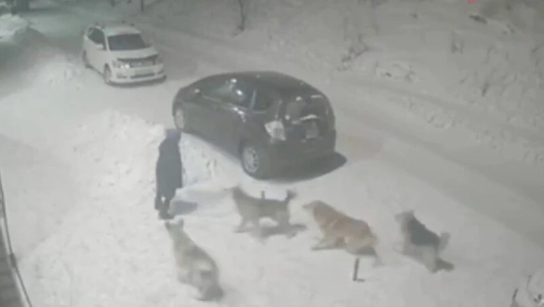 Heart-Stopping Moment: Heroic Stranger Rescues Little Girl from Vicious Stray Dog Attack in Ust-Kut!