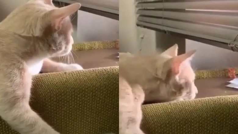 Show-stopping Feline Mastermind Wows the Internet with Ultimate Multitasking Skills!