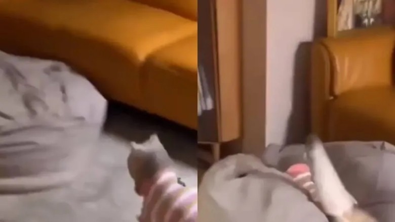 Adorable Video Reveals Cat's Favorite Place in the House - You'll Never Guess Where!