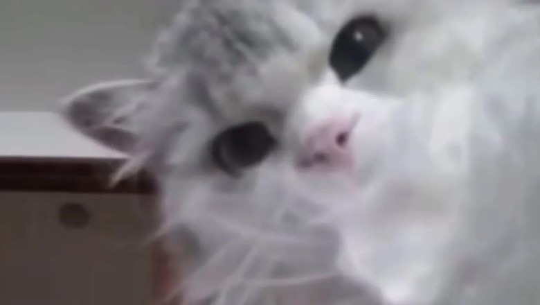 Cat Discovers Hidden Camera in Apartment and Becomes Internet Sensation