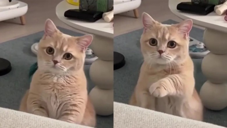 Heartwarming Cat's Paw-some Attempts to Get Attention Melt the Internet