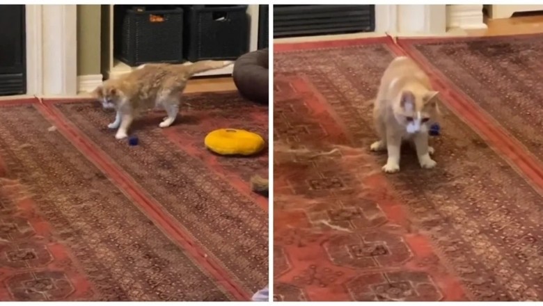 Heartwarming Video of Fluffy Old Man's Playtime with his Favorite Toy Goes Viral!