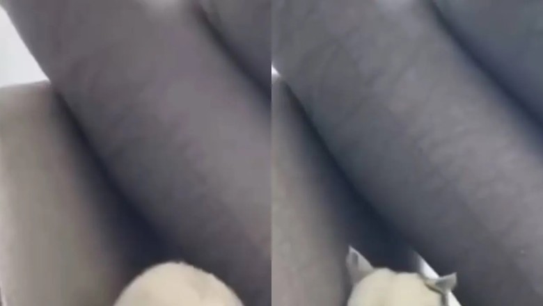 Mischievous Cat Learns the Hard Way: Nowhere to Hide After Biting Owner