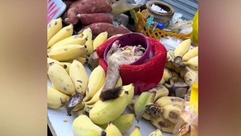 The Adorable Thai Fruit Seller's Assistant: An Endless Summer Adventure!