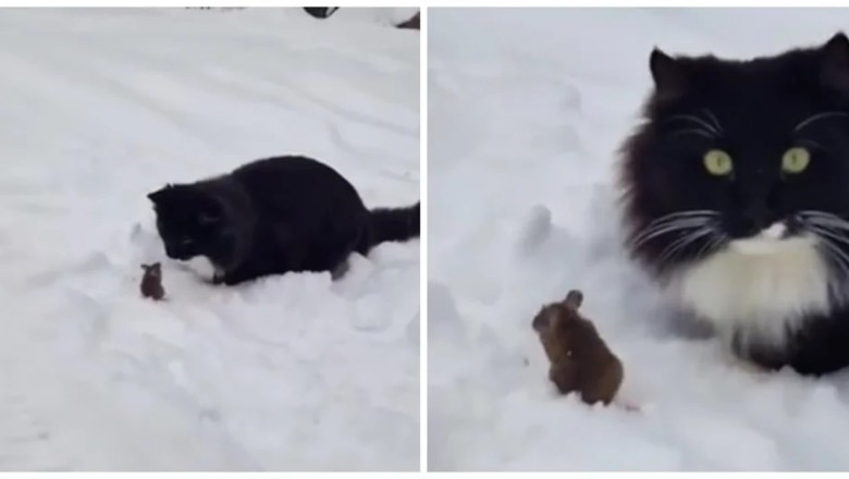 The Extraordinary Lipetsk Showdown: A Real-Life Tom and Jerry Moment