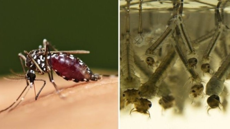 Unveiling the Secret Life of Mosquitoes: The Five Stages You Never Knew About