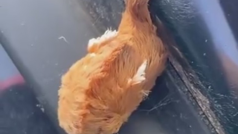 What on Earth Is That?! Unveiling the Mysterious and Hilarious Unknown Strange Animal!