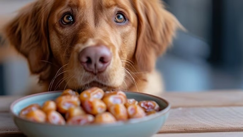 Can Dogs Safely Eat Dates? Risks, Benefits, and Alternatives Explained